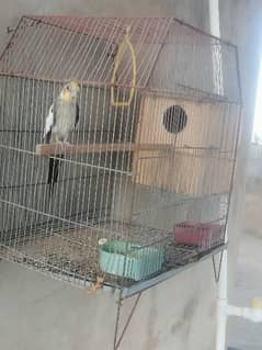 Male Cocktail With Box And Cage for sale