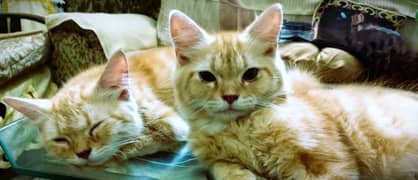 Persian Kittens For Sale| Tripple Coated | Premium Breed|Pair