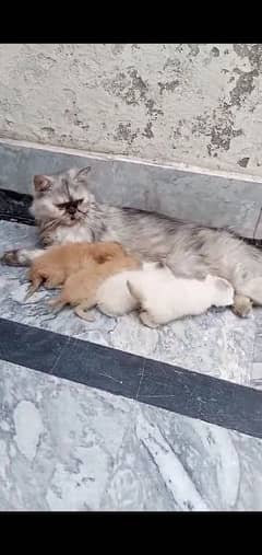 Persian female cat with 4 kitten for sale whatsup nbr 03084970434 0