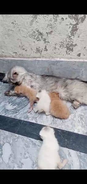 Persian female cat with 4 kitten for sale whatsup nbr 03084970434 2