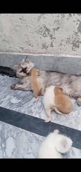 Persian female cat with 4 kitten for sale whatsup nbr 03084970434 4