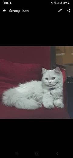 white persian cat serious buyers contact