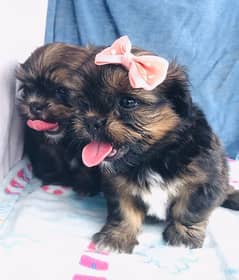 Shihtzu puppies