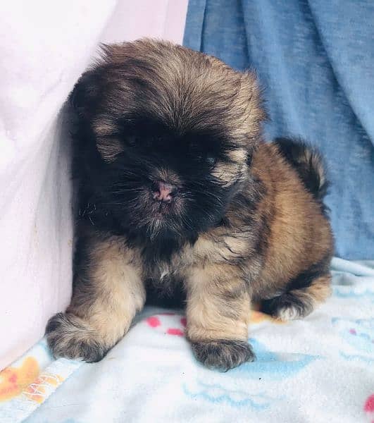 Shihtzu puppies 2