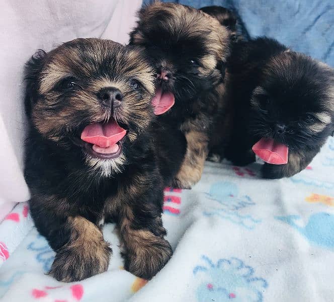 Shihtzu puppies 3