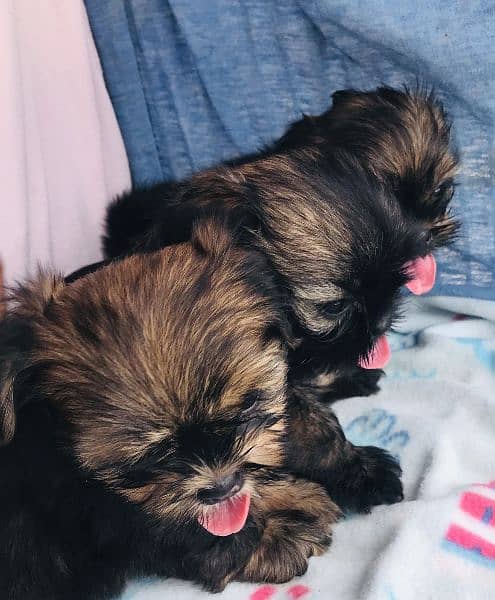 Shihtzu puppies 4