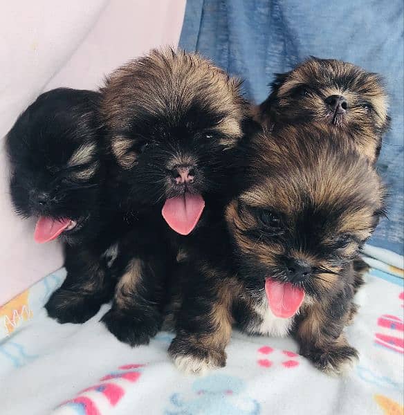 Shihtzu puppies 5