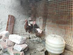 Egg laying hens urgent sale daily egg