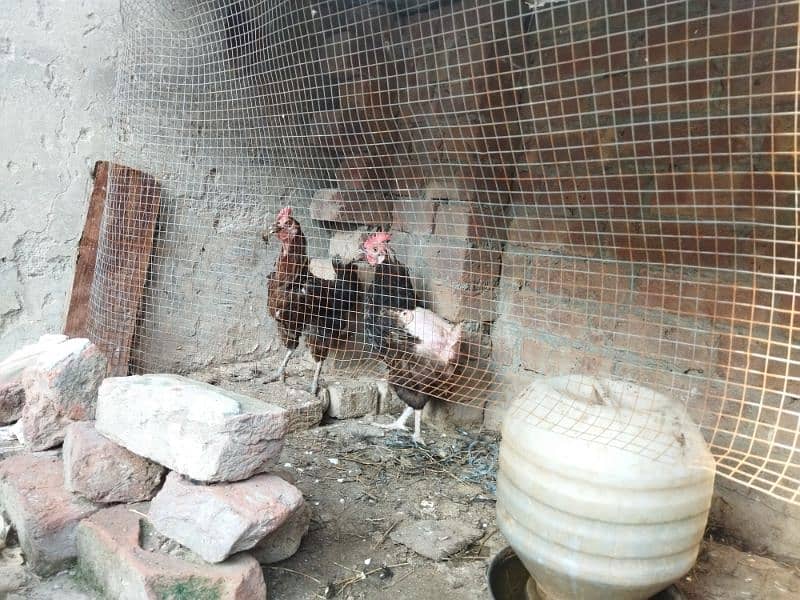 Egg laying hens urgent sale daily egg 0