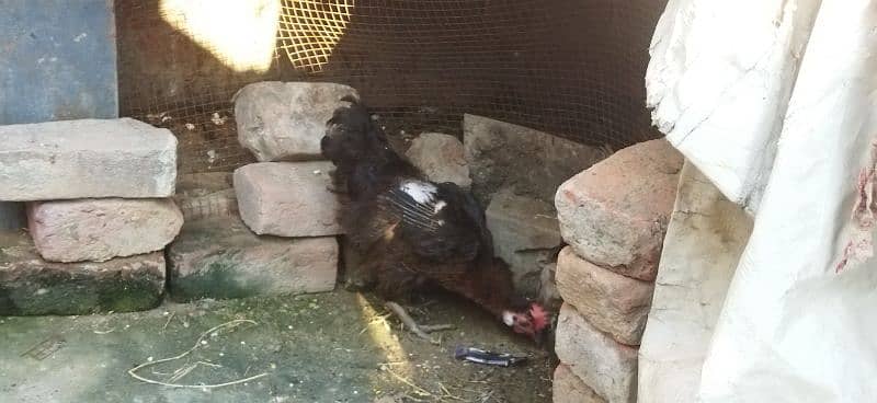 Egg laying hens urgent sale daily egg 1