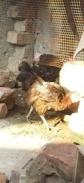 Egg laying hens urgent sale daily egg 2