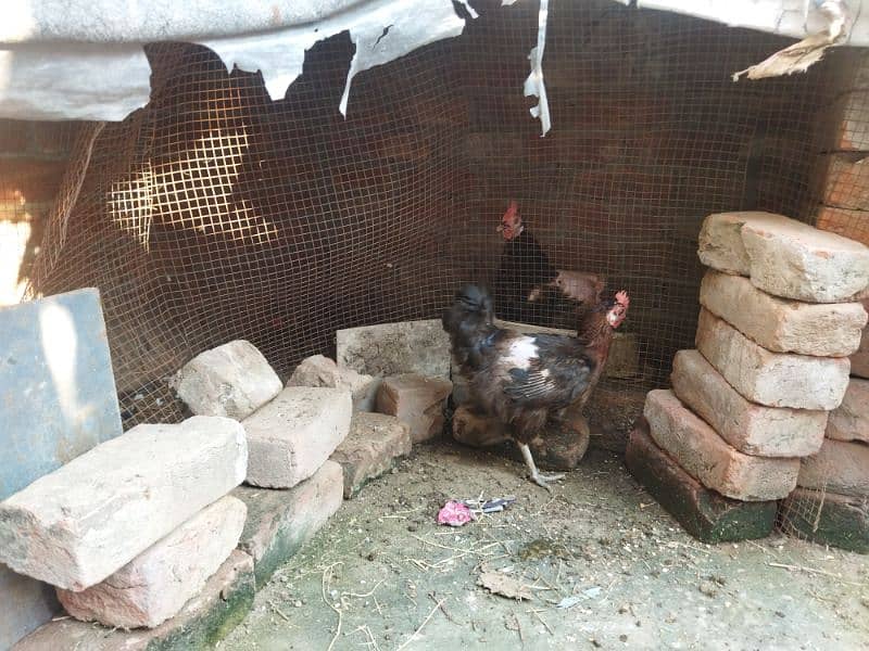 Egg laying hens urgent sale daily egg 4