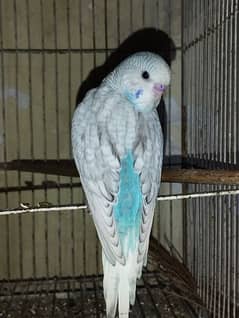 Australian parrots for sale