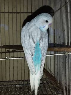 Australian parrots for sale