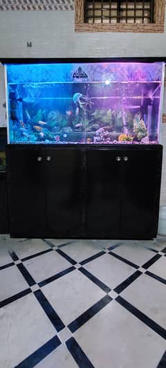 large fish Aquarium