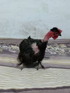 young black hen