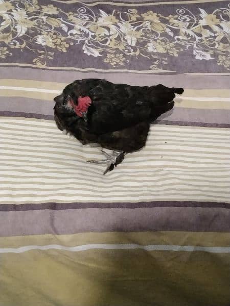 young black hen 3