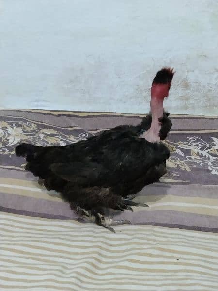 young black hen 4