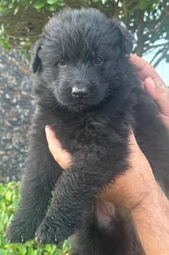 GSD pups available