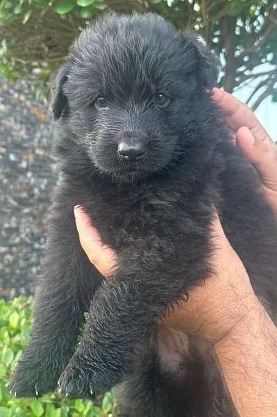 black German Shepherd puppy | long Coat puppies | dog | GSD pups 0