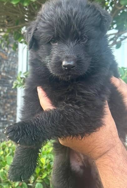 black German Shepherd puppy | long Coat puppies | dog | GSD pups 1