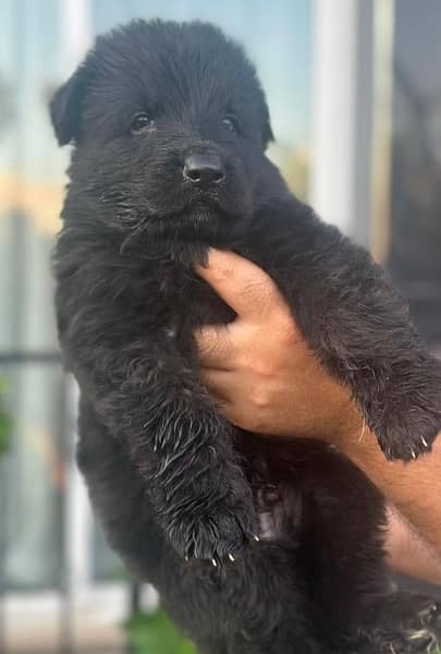 black German Shepherd puppy | long Coat puppies | dog | GSD pups 2