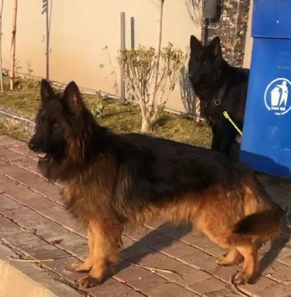 black German Shepherd puppy | long Coat puppies | dog | GSD pups 4