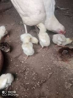 aseel heera chicks for sale