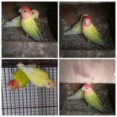 Lovebird Pair for Sale