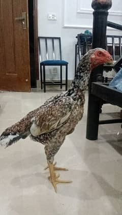 O Shamo lakhi cheene Madi for sale 0