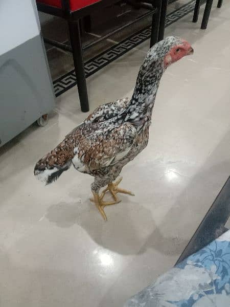 O Shamo lakhi cheene Madi for sale 2