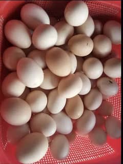 Desi Eggs 400 ki dozen 0