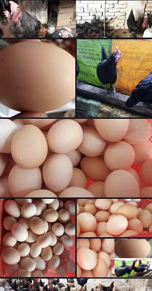 Desi Eggs 400 ki dozen 2