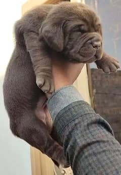 labrador pedigree Chocolate male and female