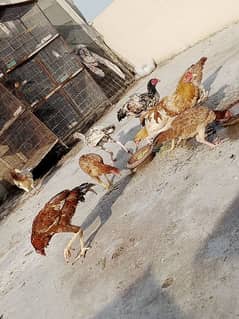 hen with ready chick for sale