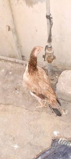 Aseel Hen Beautiful healthy and active, white Noke Nale, good Hight