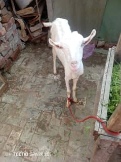 Tedda burbary female/goat/bakri