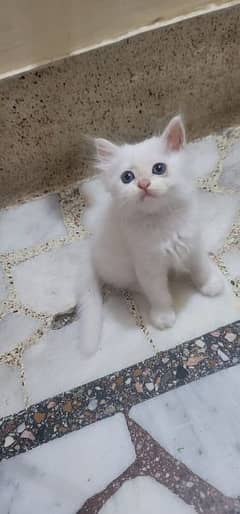 Persian cat. . 0