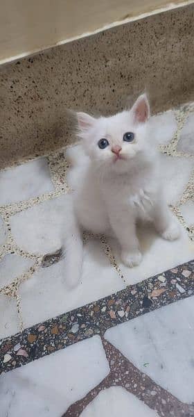 Persian cat. . 0