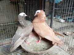 Mukhi /mokhi fancy pigeon kabootar/ kabutar