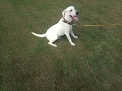 Labrador male dog for sale