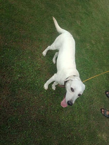 Labrador male dog for sale 2