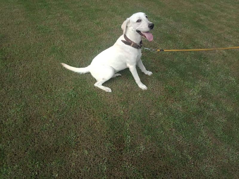 Labrador male dog for sale 3