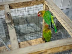 fisher chicks with cage