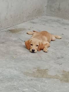 Labrador female for sale age 3 mounth