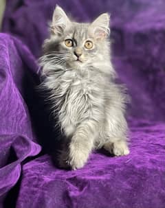 siberian kitten , american short hair kitten , turkish angora kitten