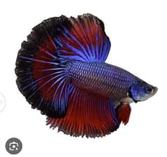 betta fish read bio