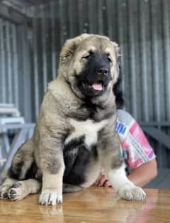 Caucasian Shepherd available for sale