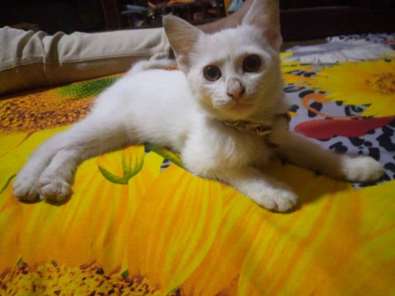 Urgent sale Persian kitten 3 months old 1