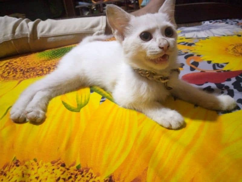 Urgent sale Persian kitten 3 months old 2